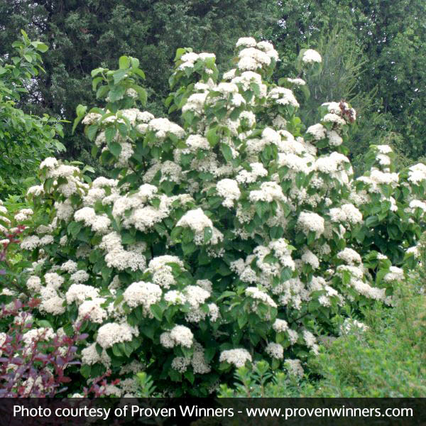 Cardinal Candy® Viburnum - Image 5
