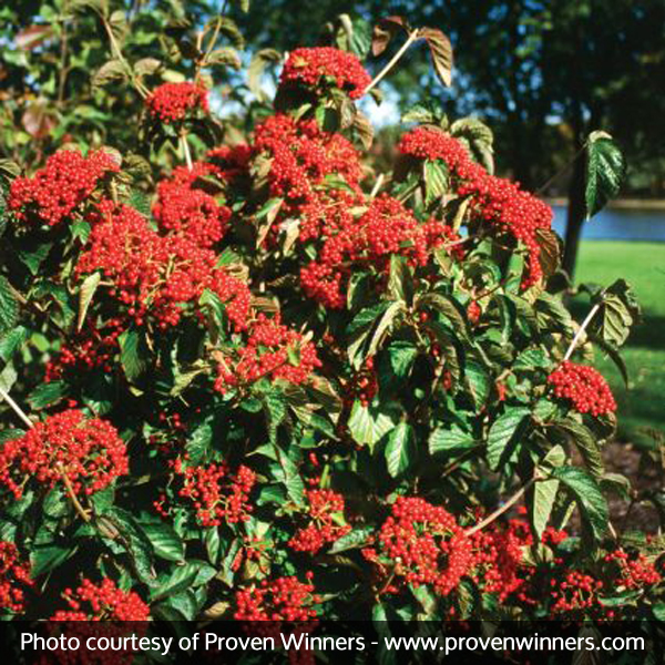 Cardinal Candy® Viburnum - Image 4