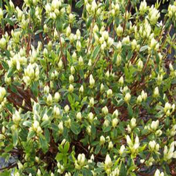 Cascade Azalea - Image 2