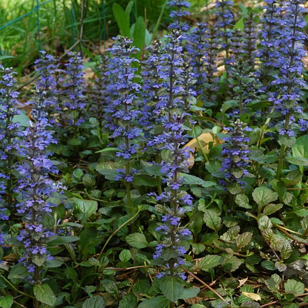 Catlin's Giant Ajuga - Image 3