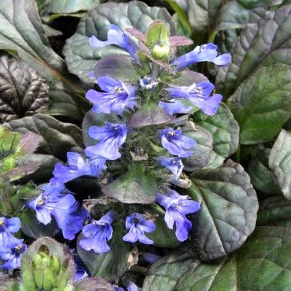 Catlin's Giant Ajuga