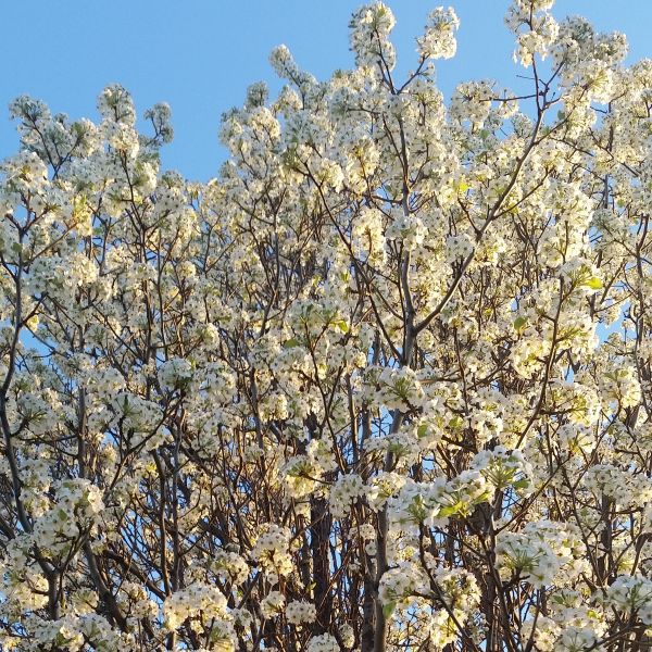 Chanticleer Flowering Pear - Image 3