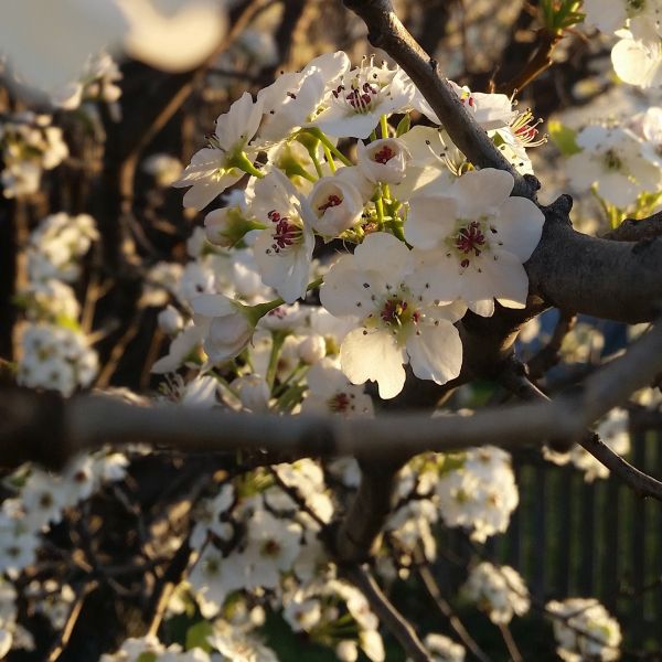 Chanticleer Flowering Pear - Image 5