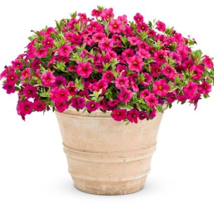 Cherry Red Superbells Calibrachoa - Image 4