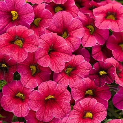 Cherry Red Superbells Calibrachoa