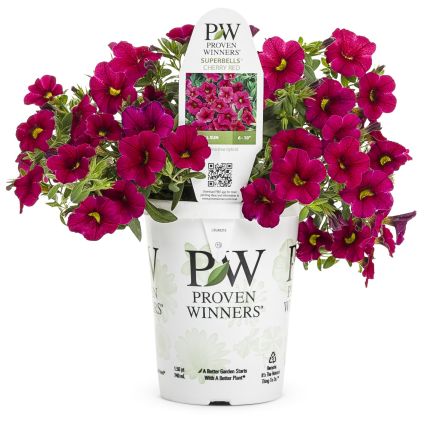 Cherry Red Superbells Calibrachoa - Image 5