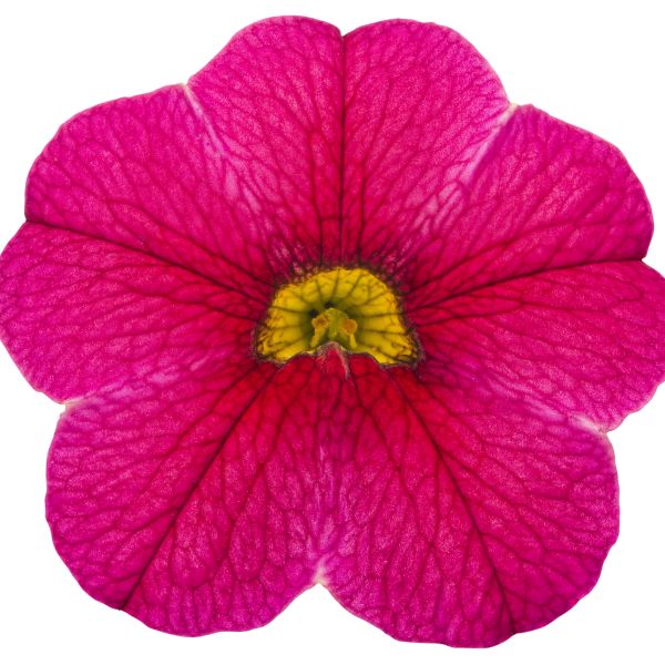 Cherry Red Superbells Calibrachoa - Image 3