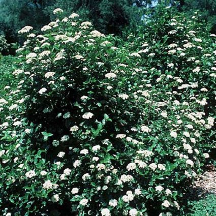 Chicago Lustre Arrowwood Viburnum - Image 2