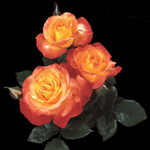 Chihuly Rose - Image 4