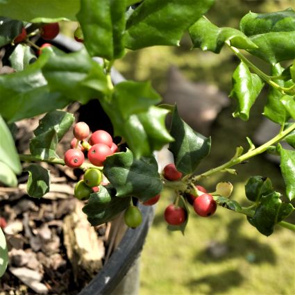 China Boy Meets China Girl Holly Combo - Image 4