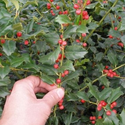 China Boy Meets China Girl Holly Combo