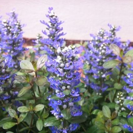 Chocolate Chip Ajuga