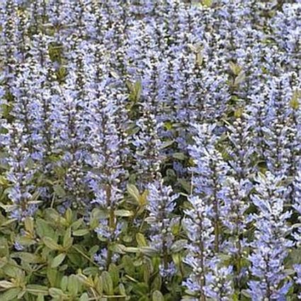 Chocolate Chip Ajuga - Image 3