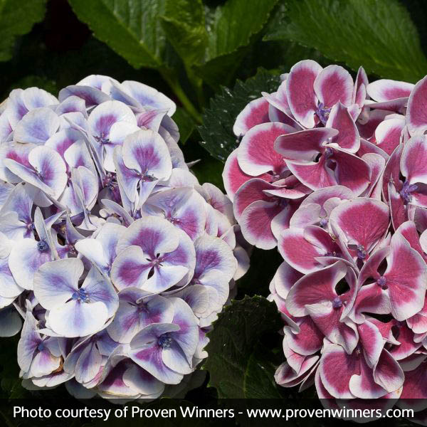 Cityline® Mars Bigleaf Hydrangea