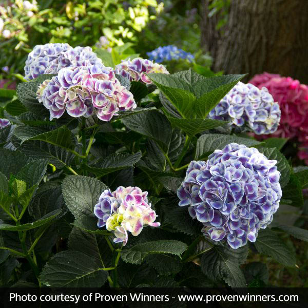 Cityline® Mars Bigleaf Hydrangea - Image 5