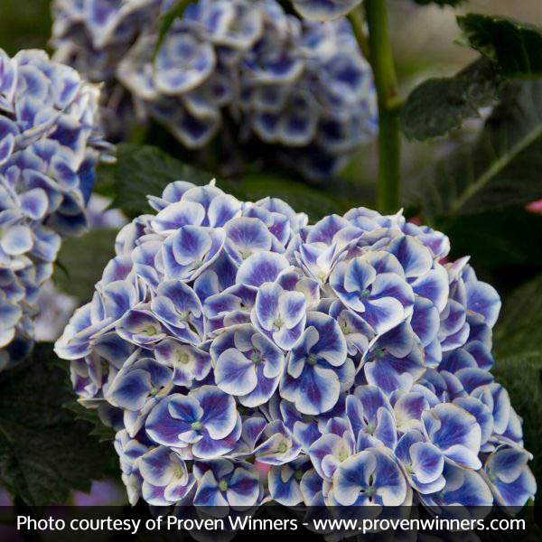 Cityline® Mars Bigleaf Hydrangea - Image 3