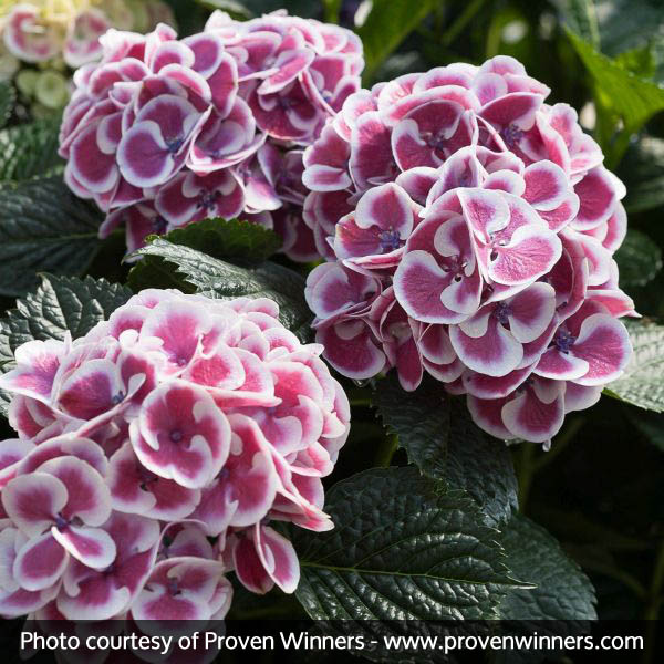 Cityline® Mars Bigleaf Hydrangea - Image 2