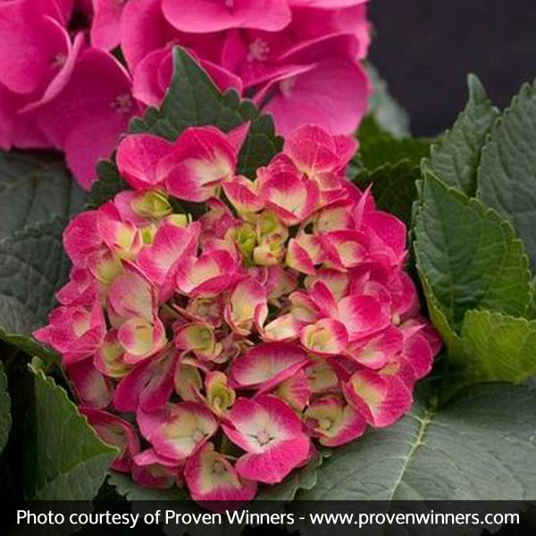 Cityline® Paris Bigleaf Hydrangea - Image 5