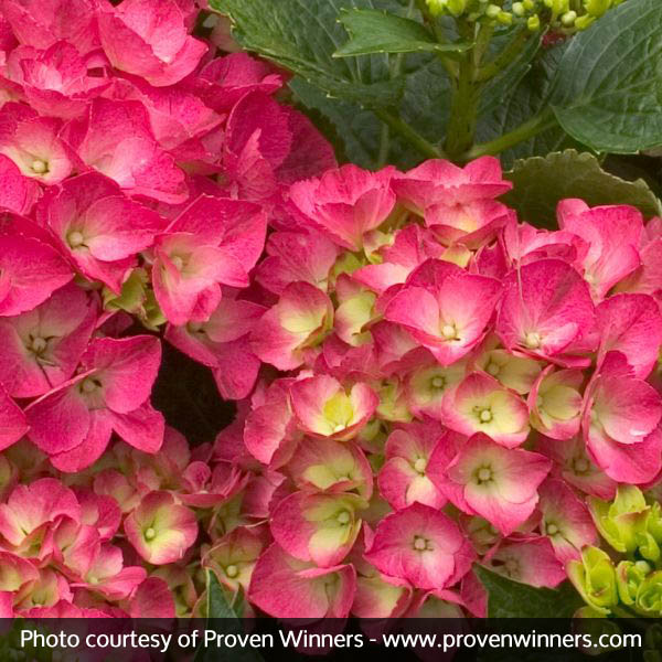 Cityline® Paris Bigleaf Hydrangea - Image 3