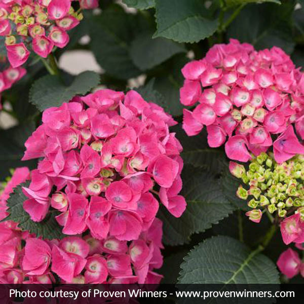 Cityline® Paris Bigleaf Hydrangea