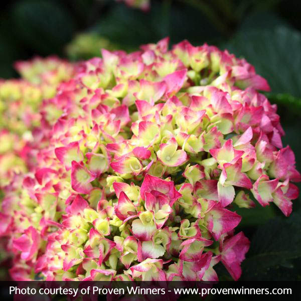 Cityline® Paris Bigleaf Hydrangea - Image 4