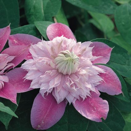 Josephine Clematis - Image 4