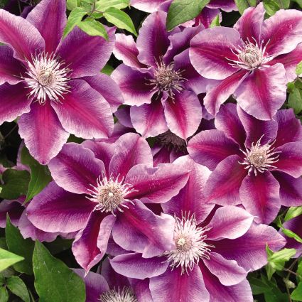 Kilian Donahue Clematis