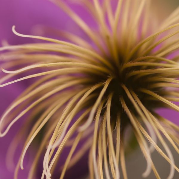 Clematis Vino - Image 4