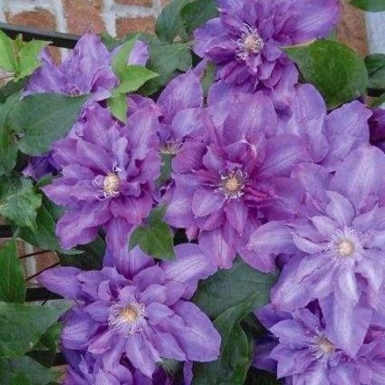 Vyvyan Pennell Clematis