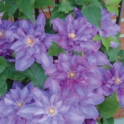 Vyvyan Pennell Clematis - Image 4