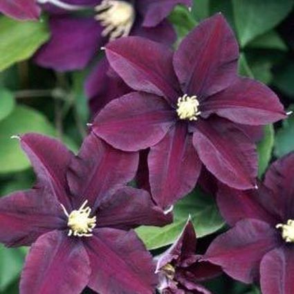 Warsaw Nike Clematis