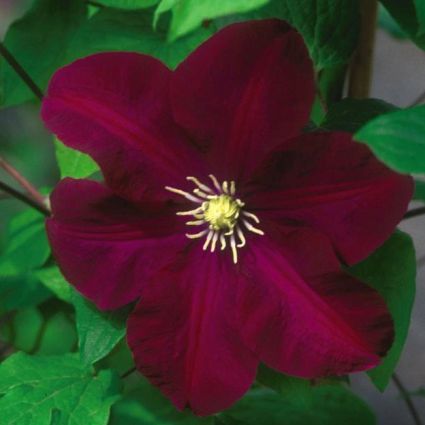 Warsaw Nike Clematis - Image 3