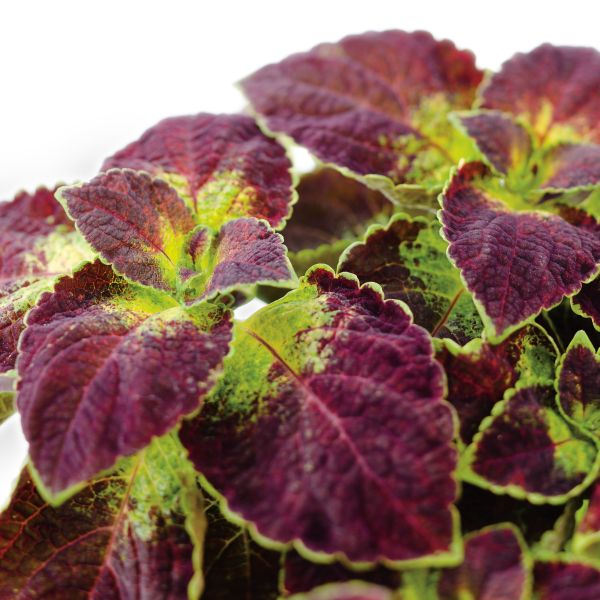 Coleus Dipt in Wine - Image 4