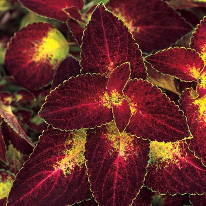 Coleus Dipt in Wine - Image 5