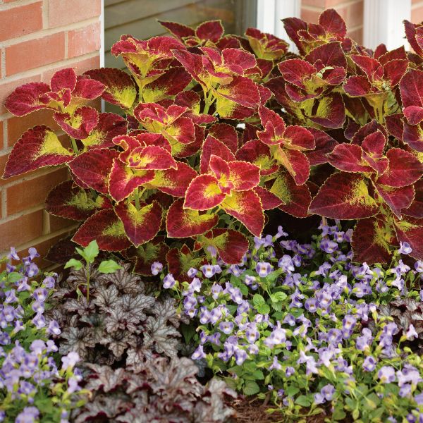Coleus Dipt in Wine