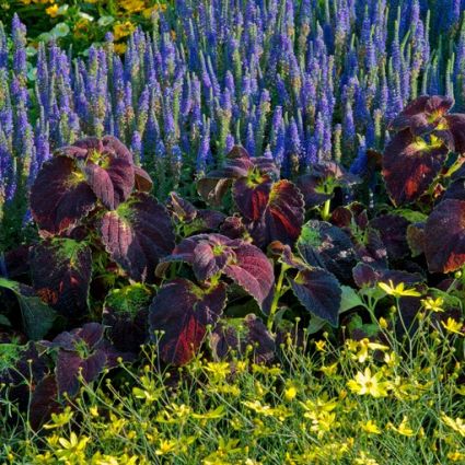 Coleus Dipt in Wine - Image 3