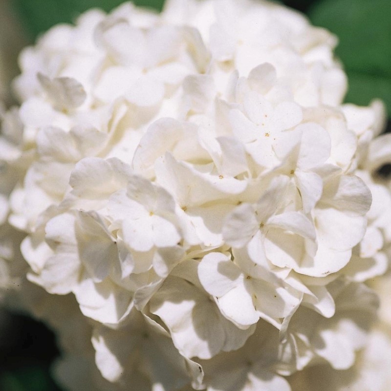 Common Snowball Viburnum - Image 5