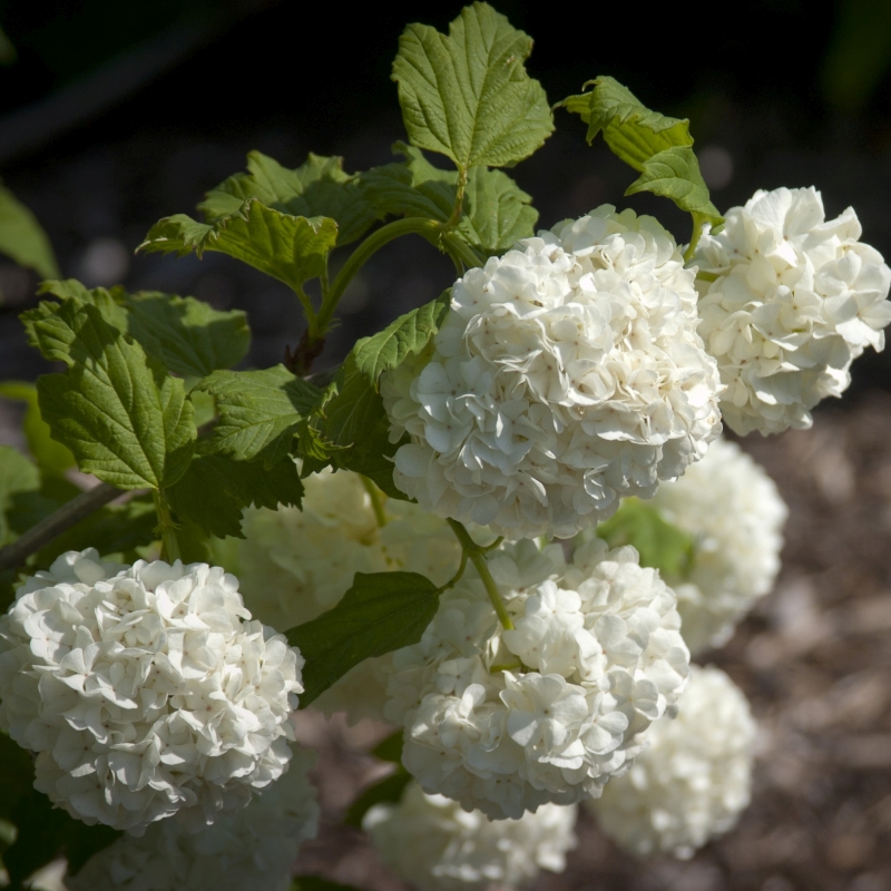 Common Snowball Viburnum - Image 3
