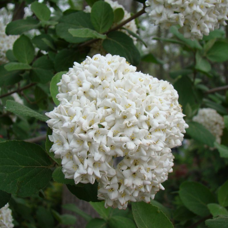 Common Snowball Viburnum - Image 4