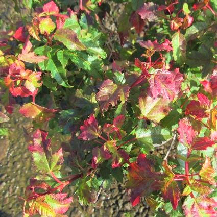 Compact Amur Maple Shrub - Image 3