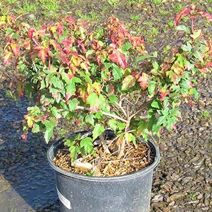 Compact Amur Maple Shrub - Image 4