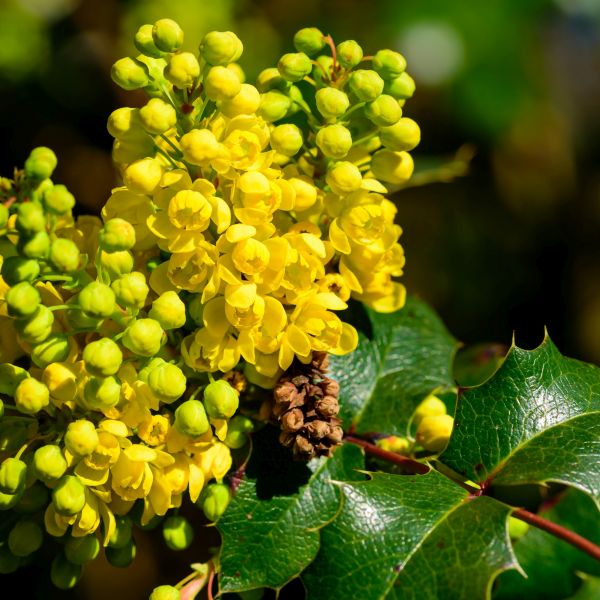 Compact Oregon Grape Holly - Image 3