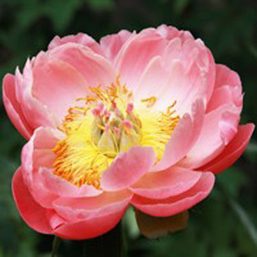 Coral Sunset Peony - Image 3