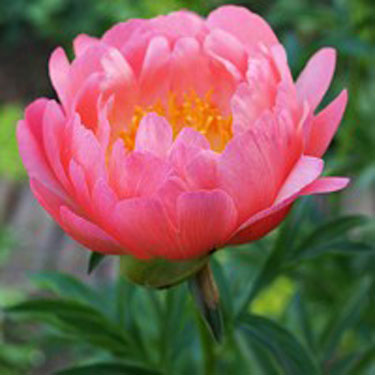 Coral Sunset Peony - Image 4