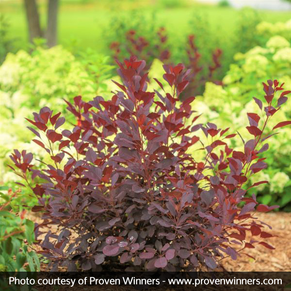 Winecraft Black® Smokebush