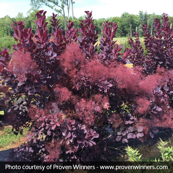 Winecraft Black® Smokebush - Image 3