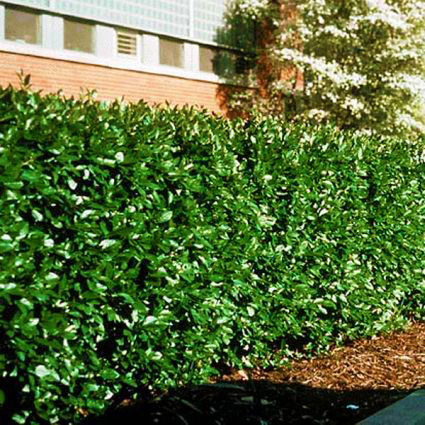 Peking Cotoneaster - Image 2