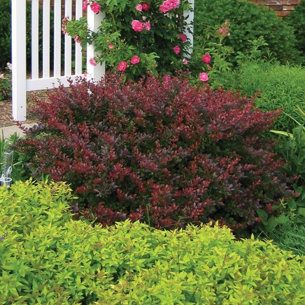 Crimson Pygmy Barberry - Image 3