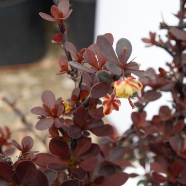 Crimson Pygmy Barberry - Image 5