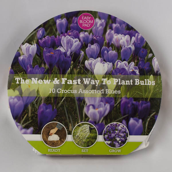Mixed Blue Crocus Easy Bloom Pad
